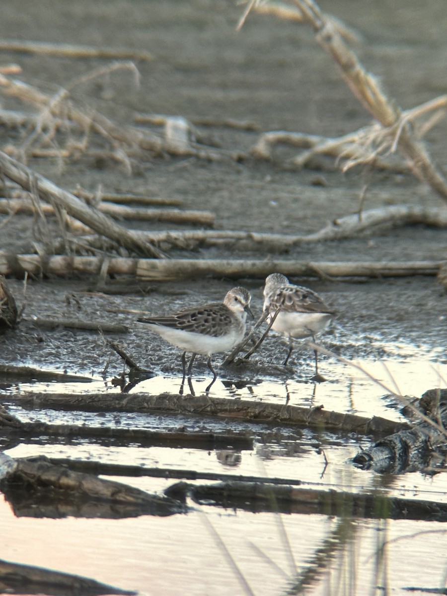 Baird's Sandpiper - ML604897571