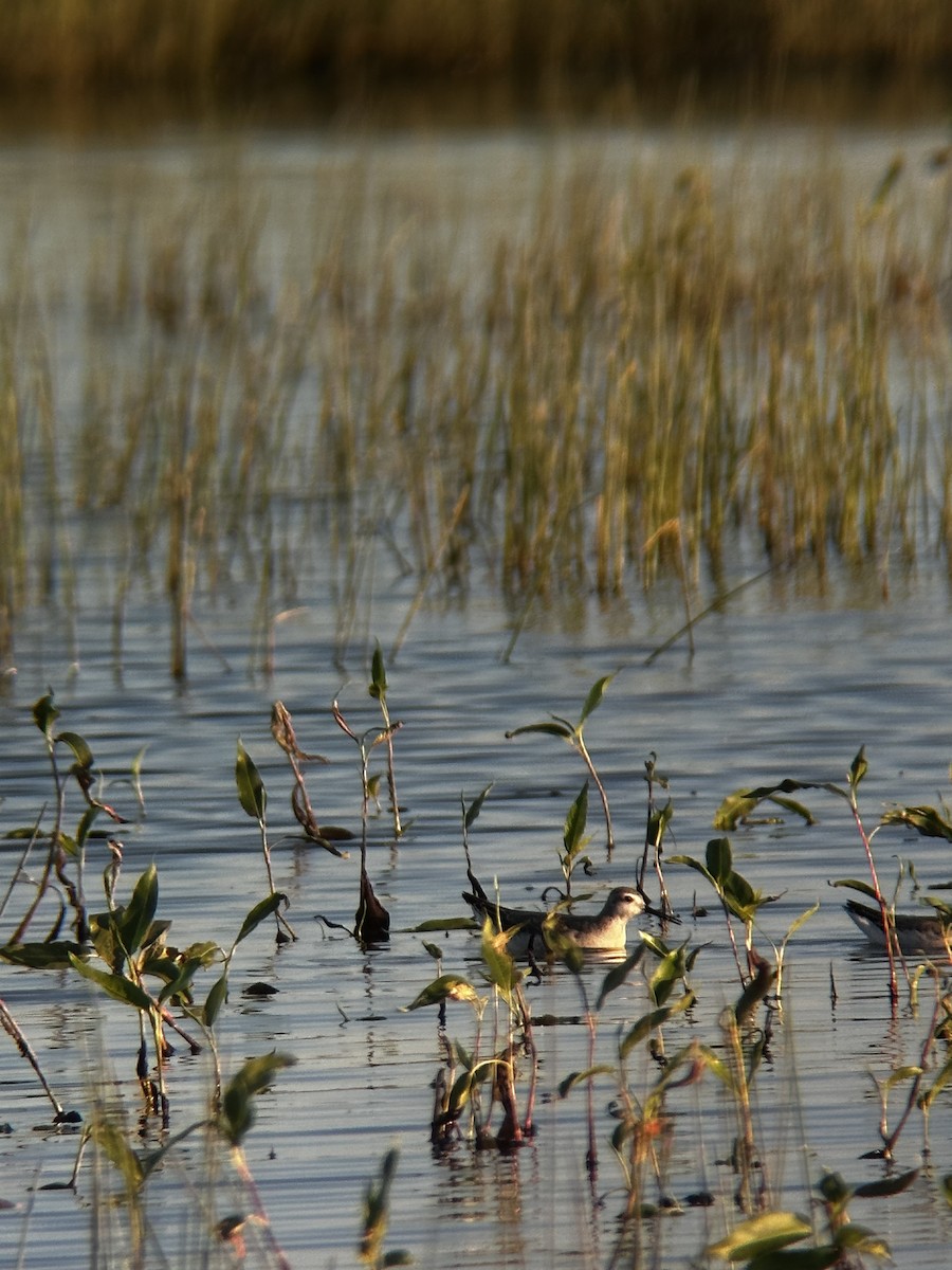 Wilson's Phalarope - ML604897741