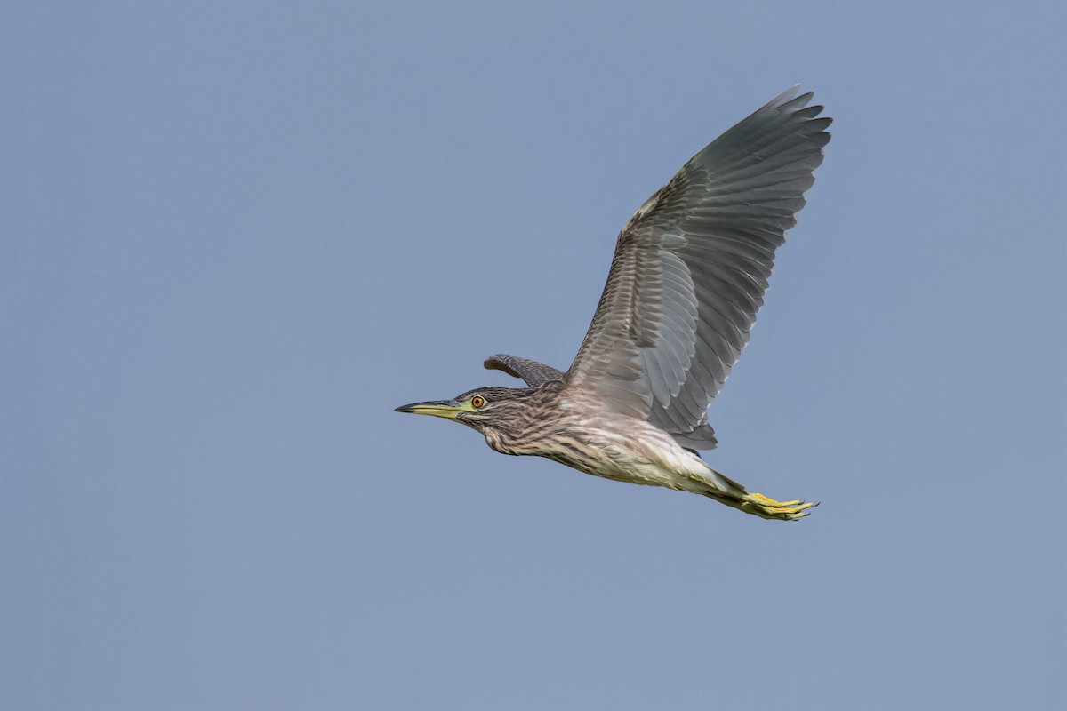 Black-crowned Night Heron - ML604897831