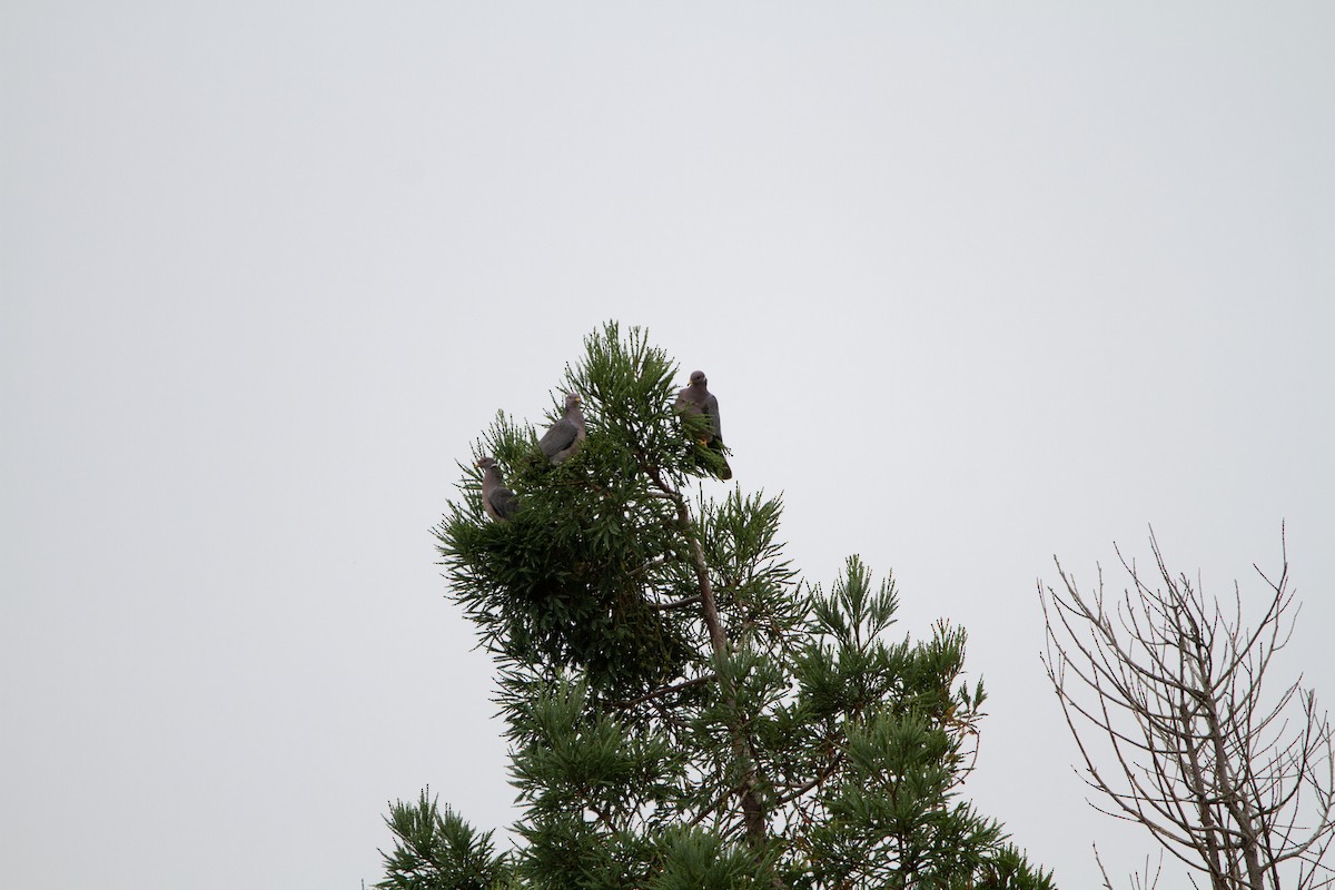 Band-tailed Pigeon (Northern) - Levi Rehberg