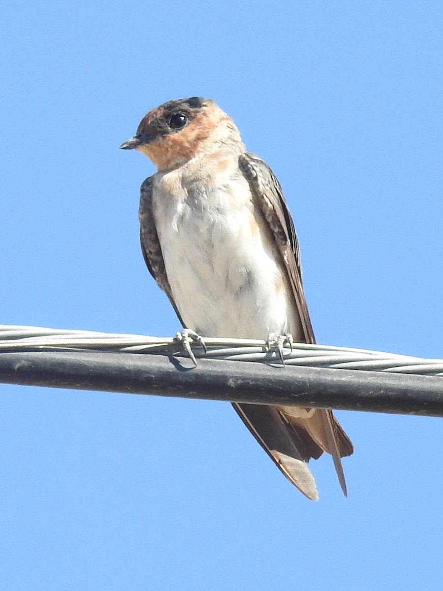 Cave Swallow - ML604897881