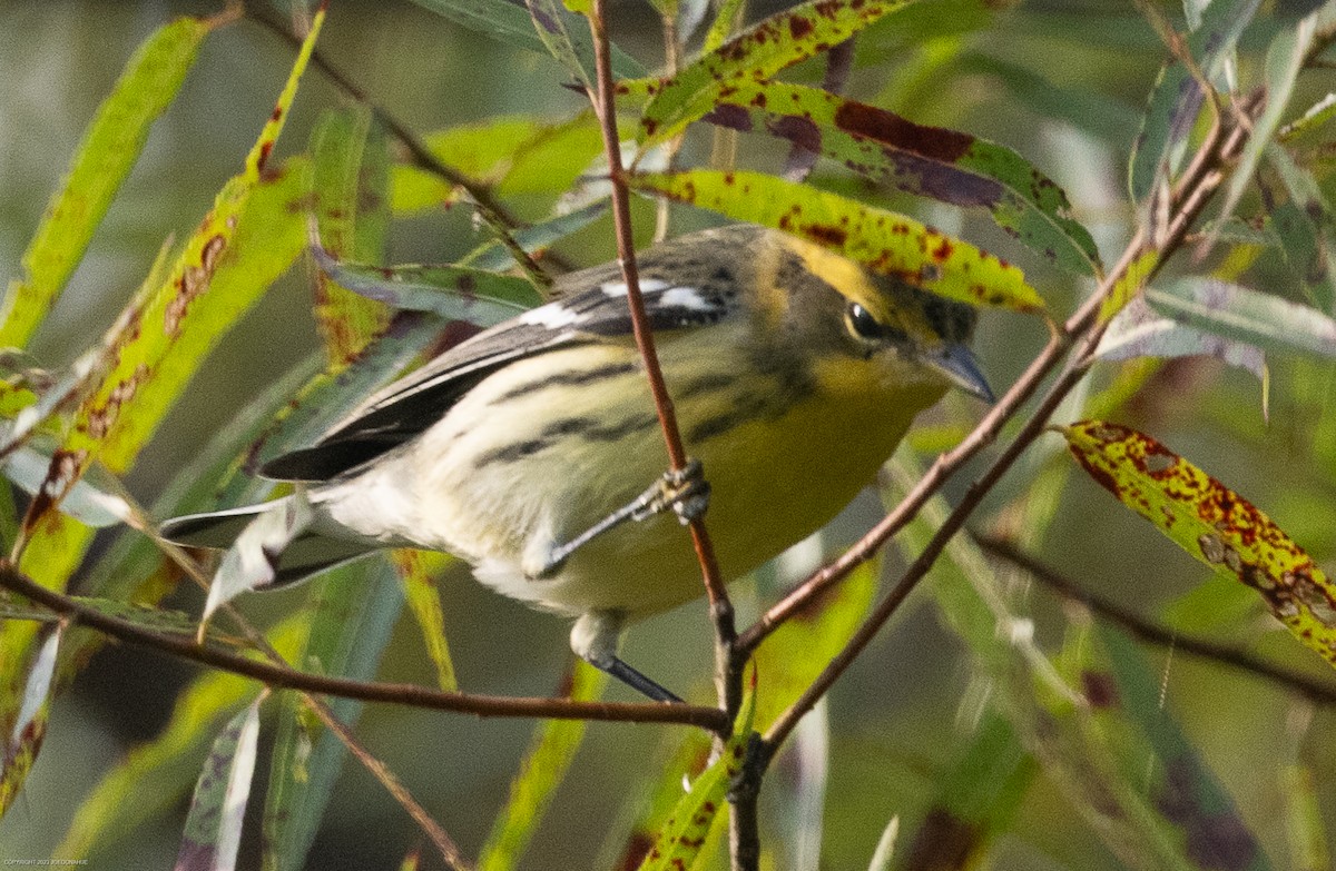 Blackburnian Warbler - ML604899101