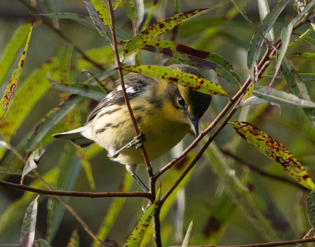 Blackburnian Warbler - ML604899111