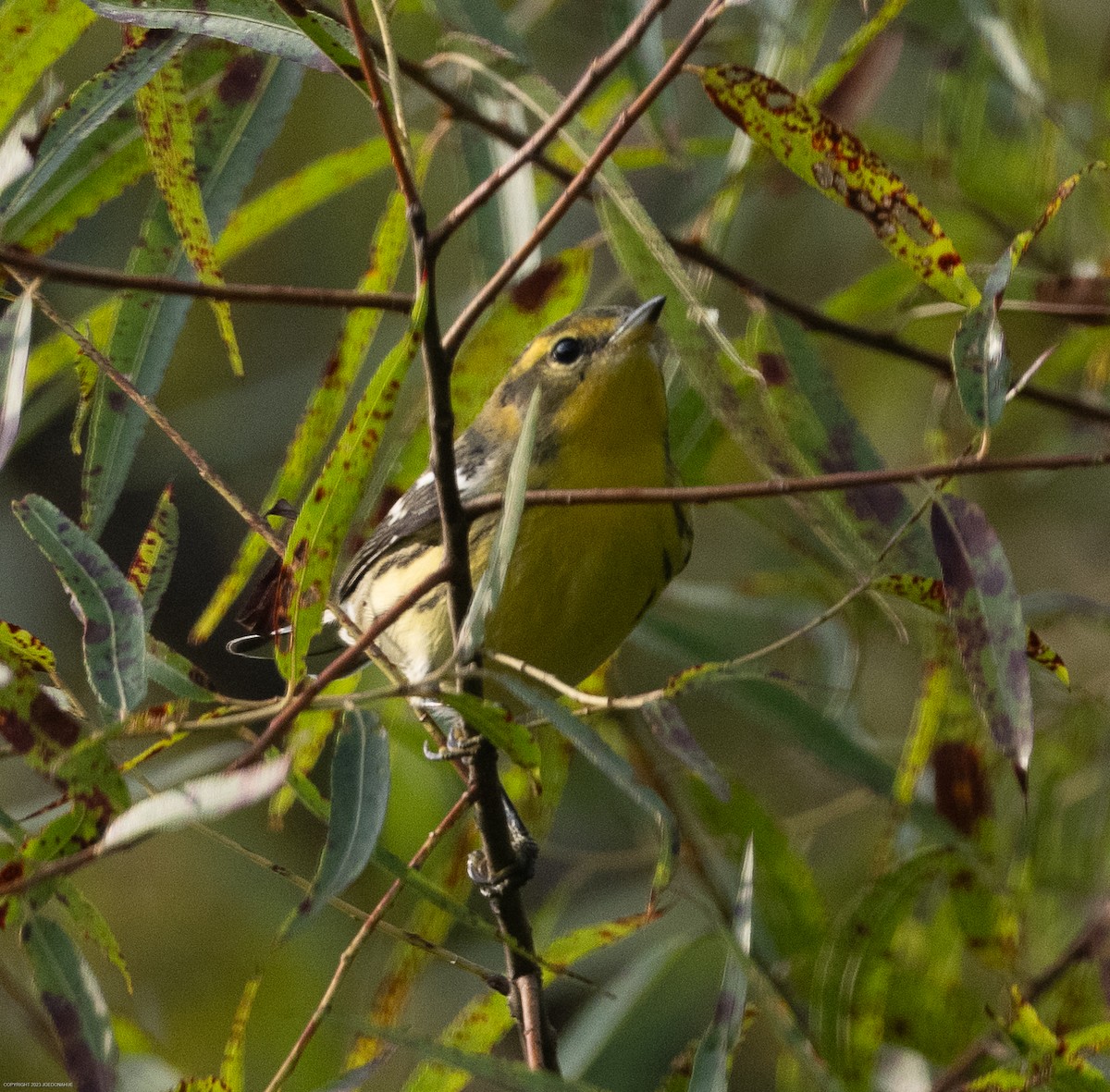 Blackburnian Warbler - ML604899121