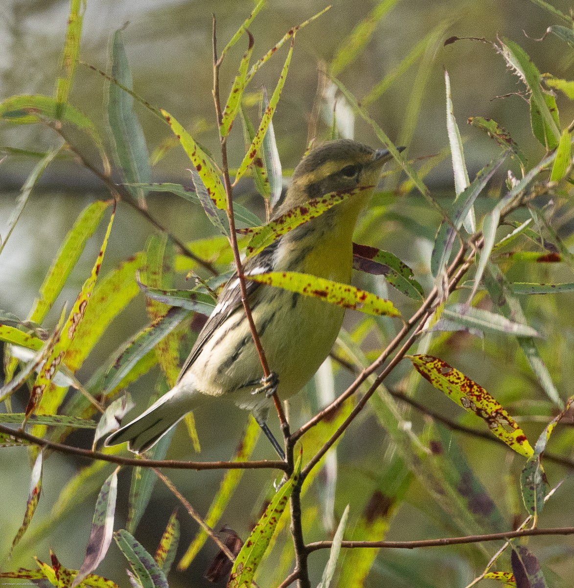 Blackburnian Warbler - ML604899141