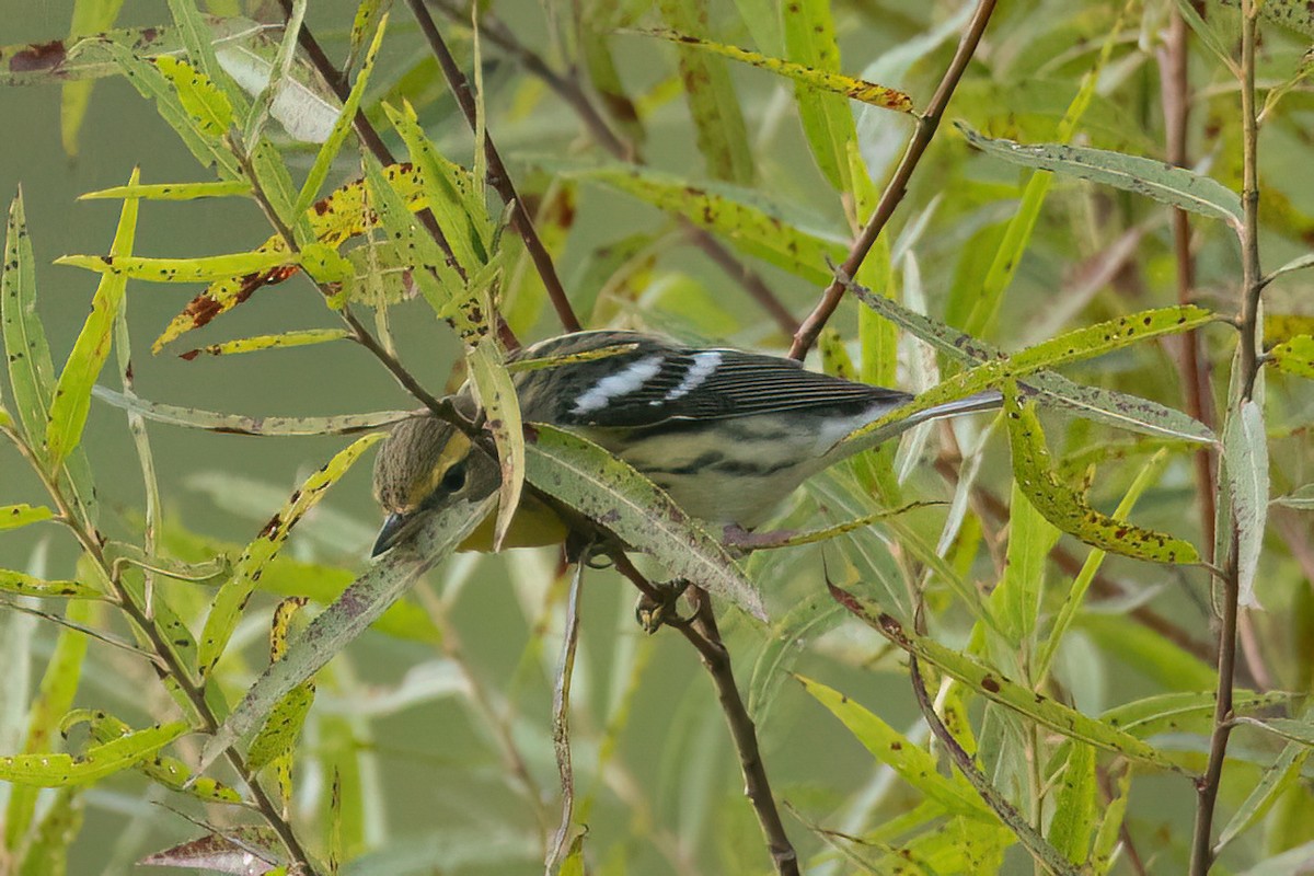 Blackburnian Warbler - ML604899691
