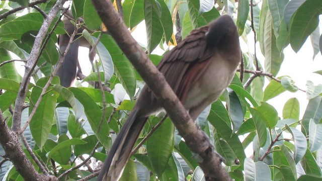 Ortalide à tête grise - ML604899951