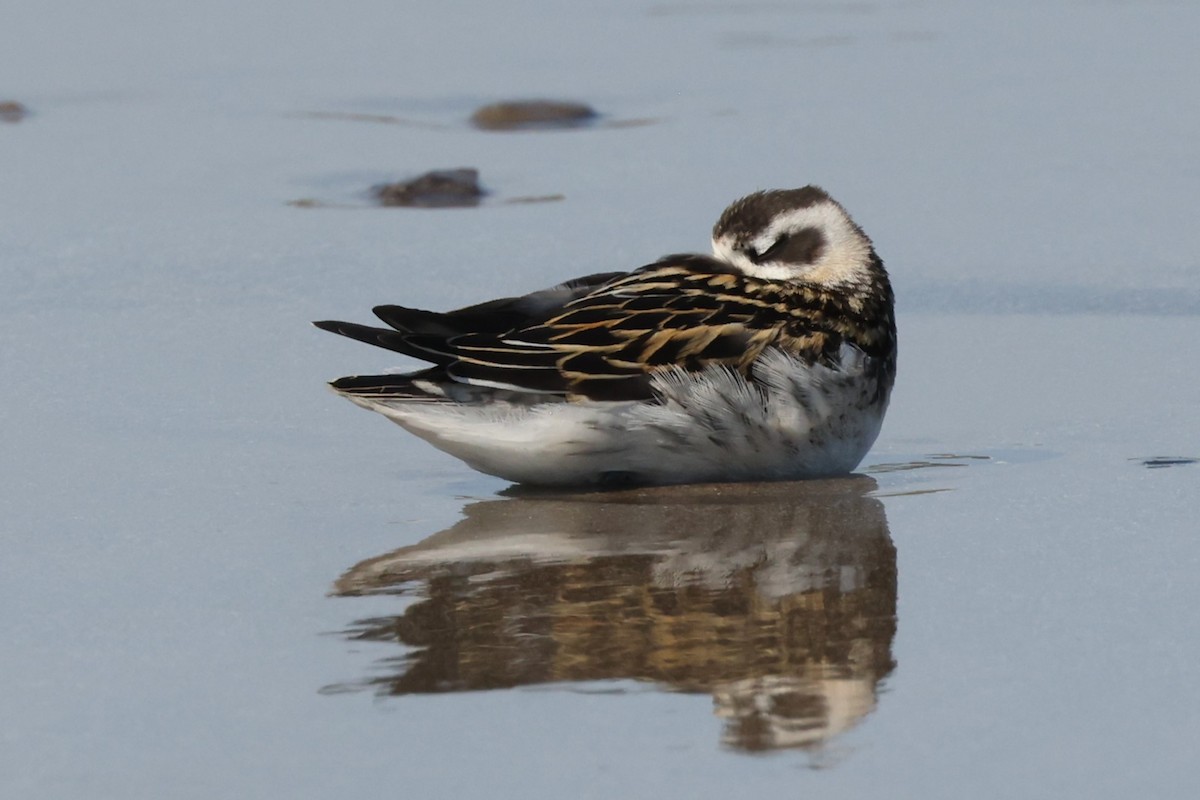 Red-necked Phalarope - Charlie Kaars