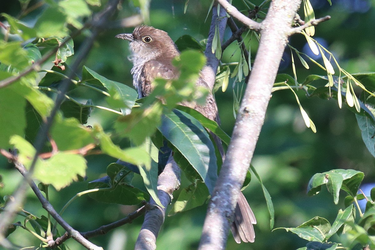 Black-billed Cuckoo - ML604900341