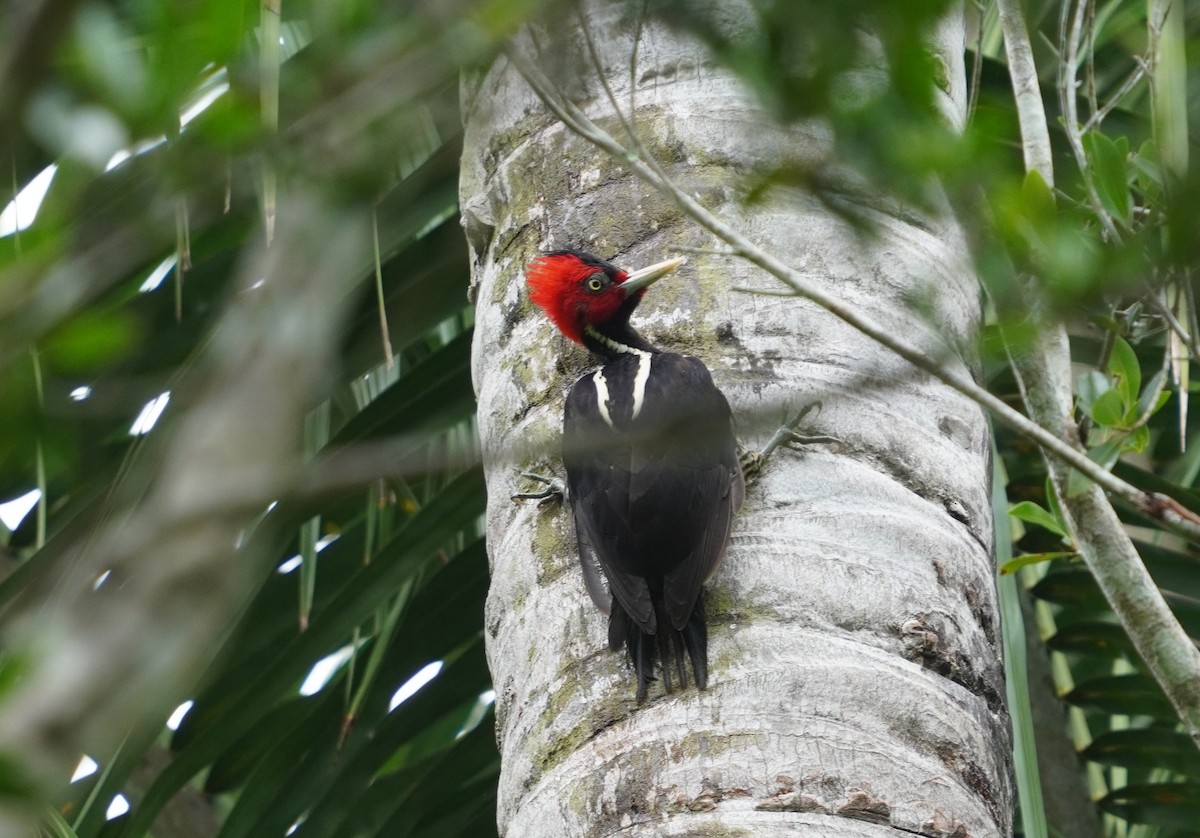 Pale-billed Woodpecker - Sud Menon