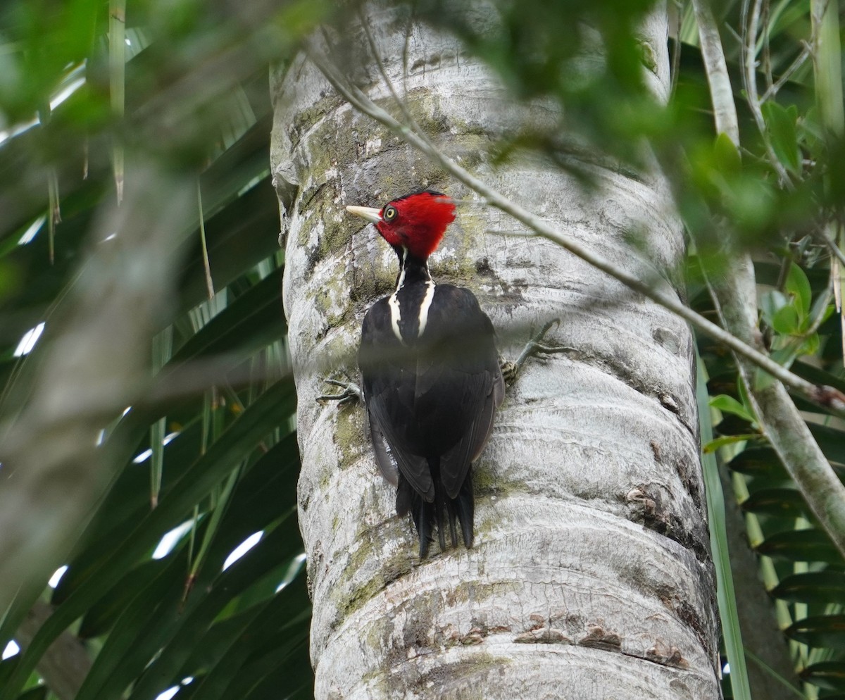 Pale-billed Woodpecker - Sud Menon