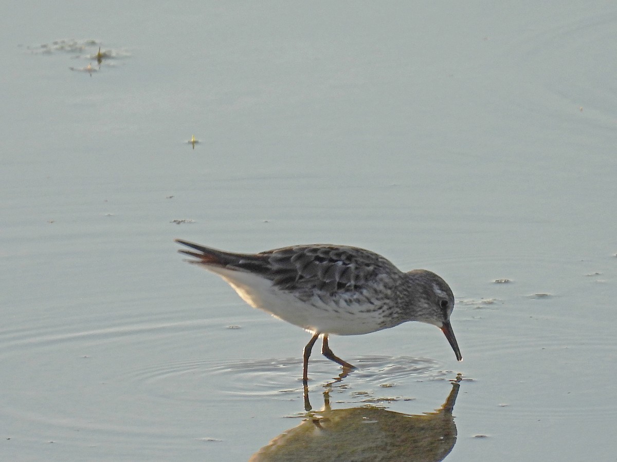 Weißbürzel-Strandläufer - ML604901071