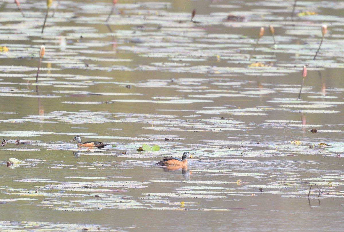 African Pygmy-Goose - ML604901811