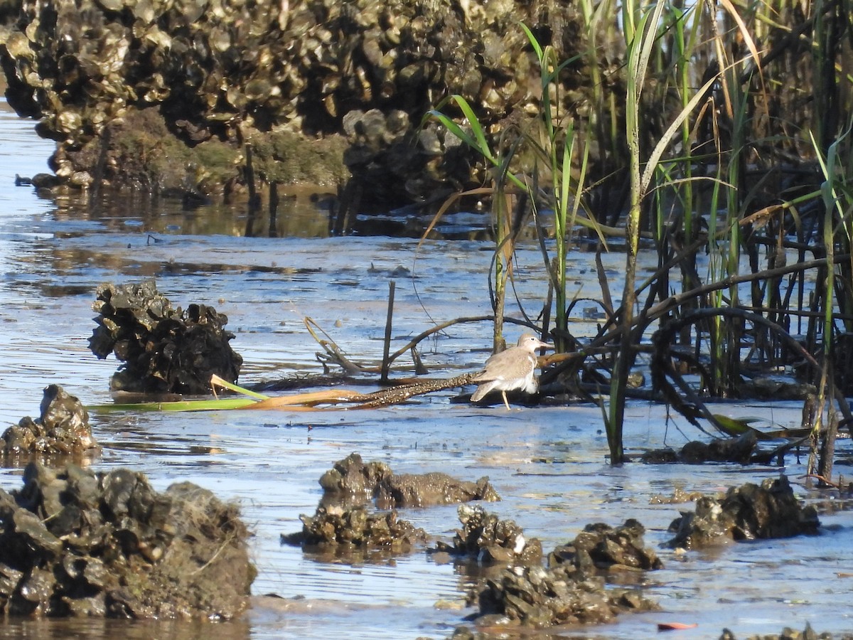 Spotted Sandpiper - ML604902471