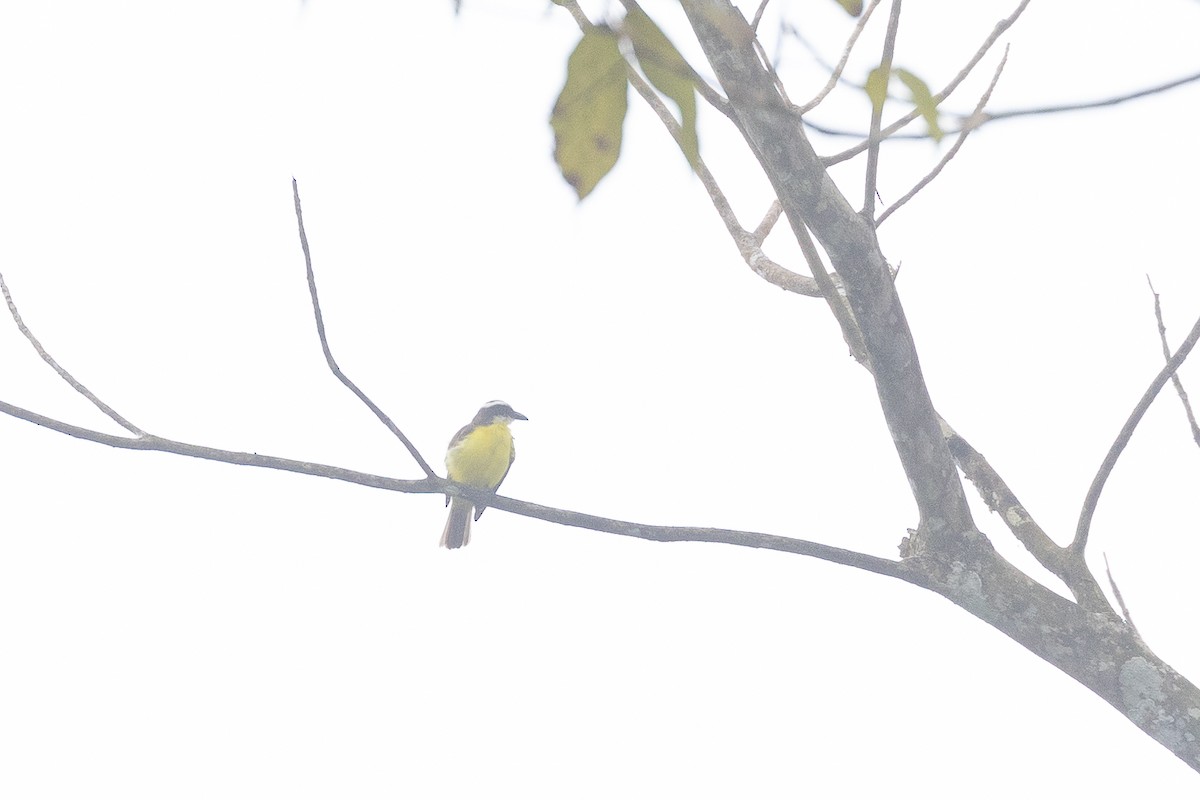 Boat-billed Flycatcher (Tumbes) - Alexander Hagge