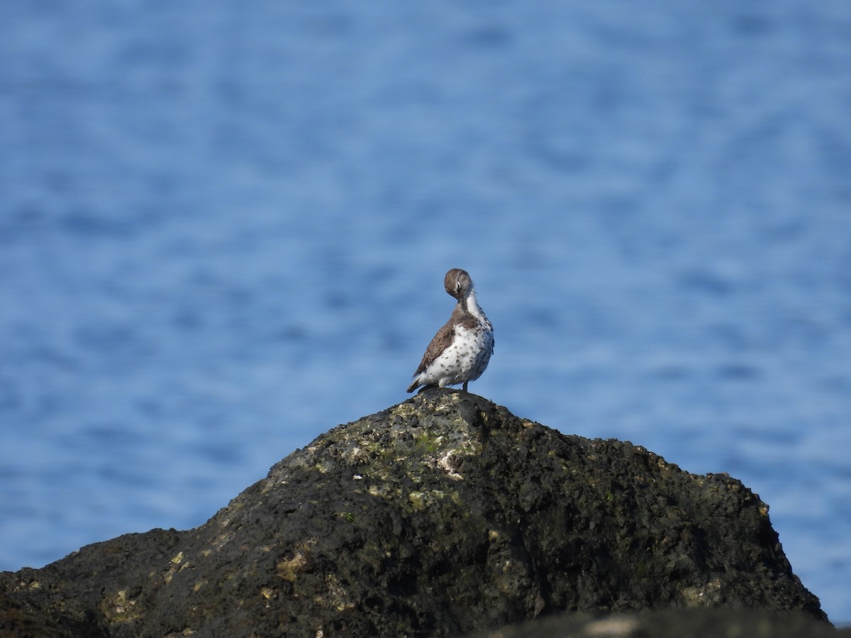 Spotted Sandpiper - ML604903041