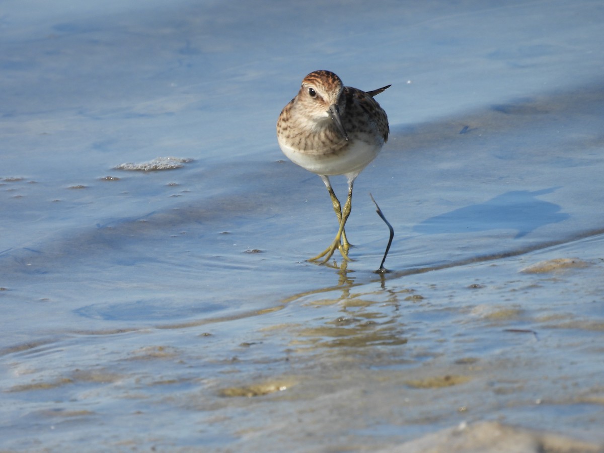 Least Sandpiper - ML604903131