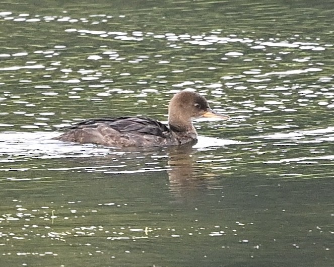 Hooded Merganser - Joe Wujcik