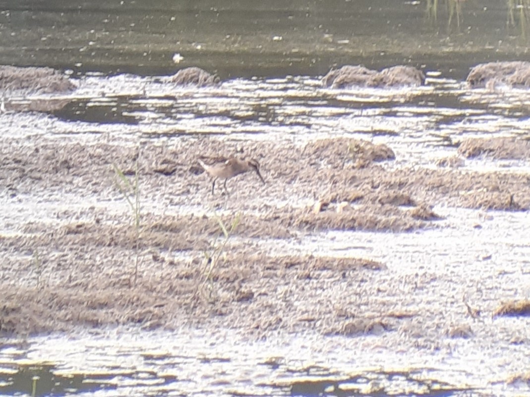 Broad-billed Sandpiper - Mikołaj Stasiak