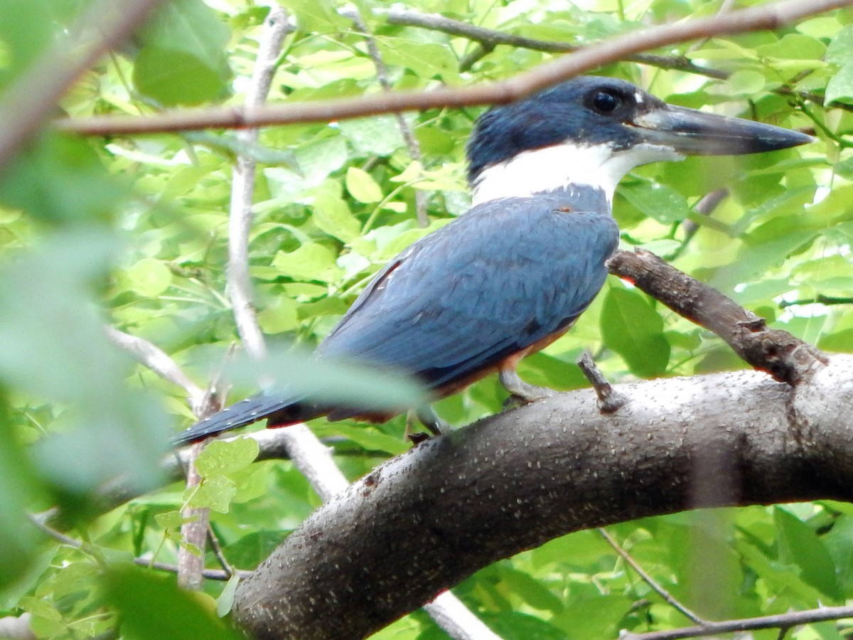 Martin-pêcheur à ventre roux - ML60490471