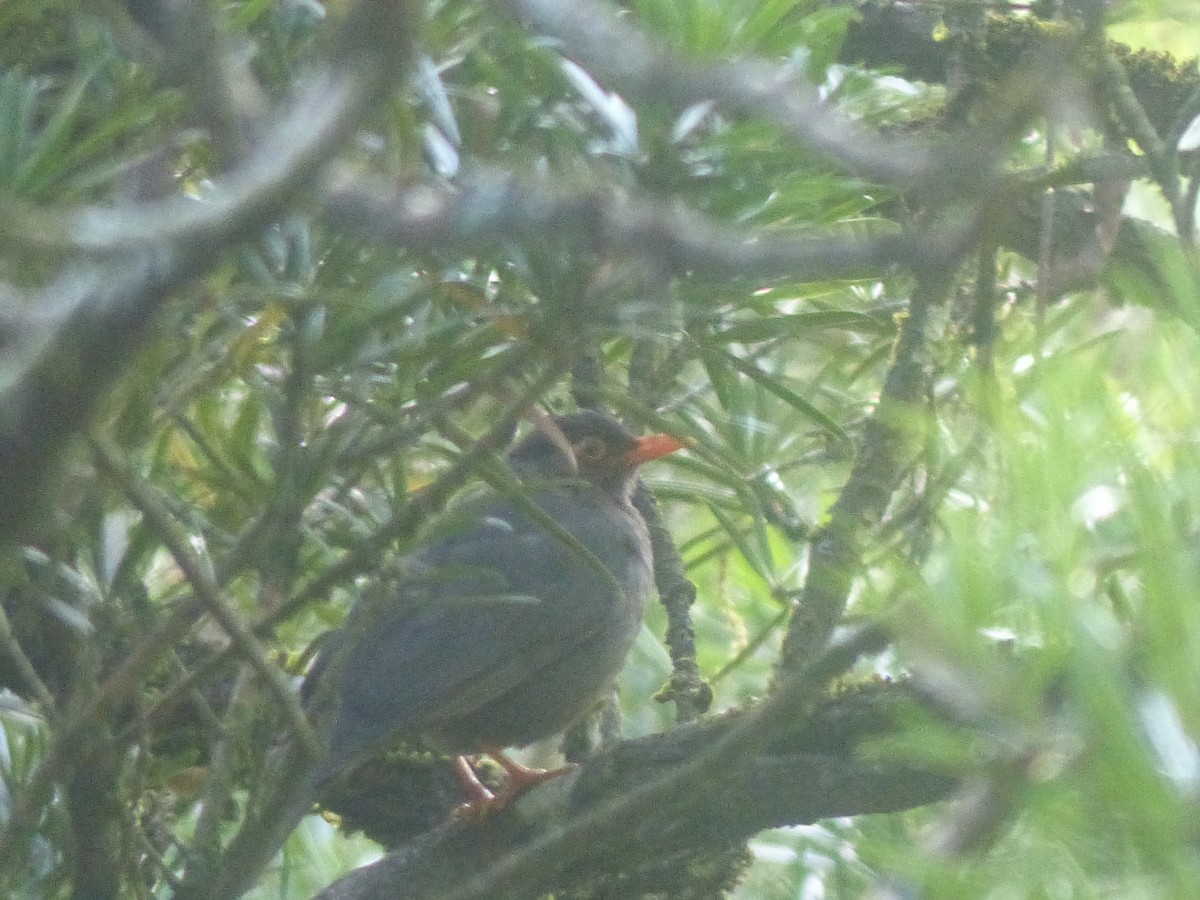 Indian Blackbird (Black-capped) - ML604904851