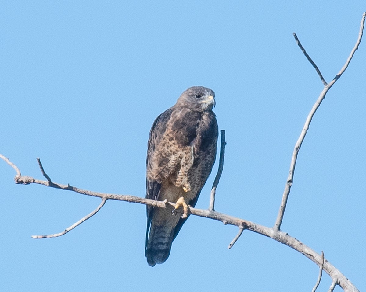 Swainson's Hawk - ML604906141