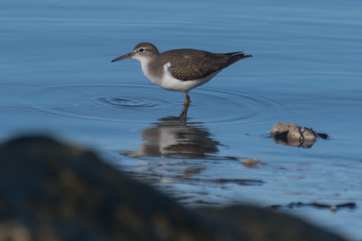 Spotted Sandpiper - ML604906991