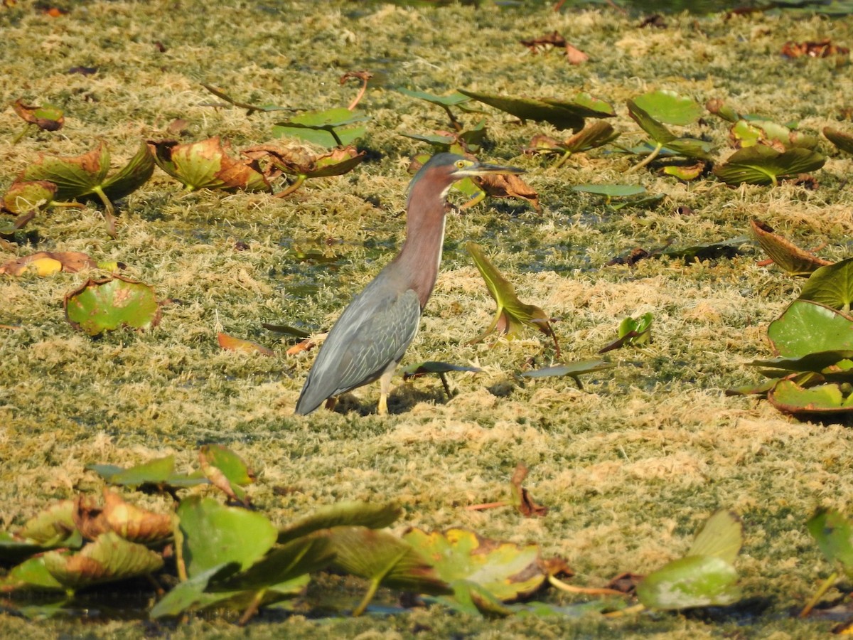 Green Heron - ML604907861