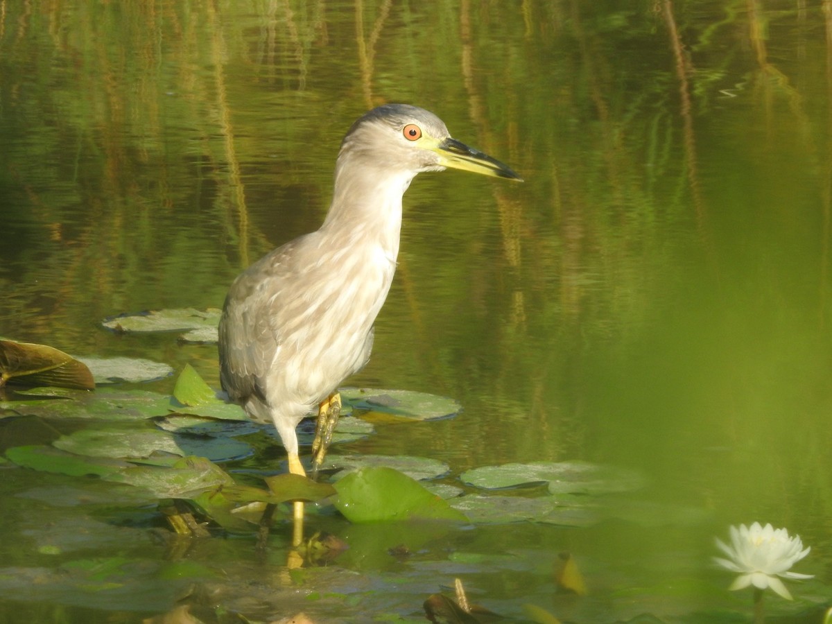 Black-crowned Night Heron - ML604907931