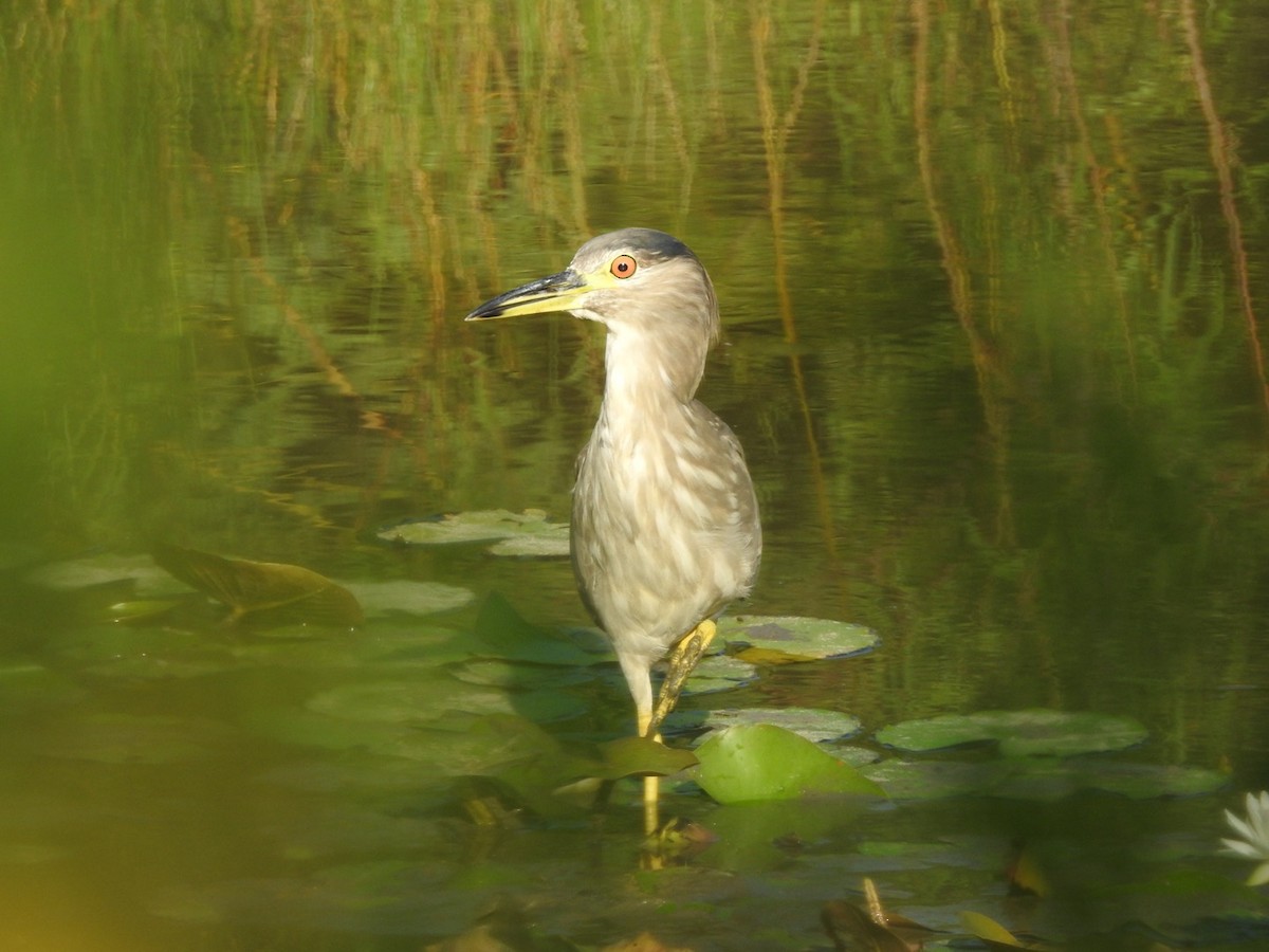 Black-crowned Night Heron - ML604907941