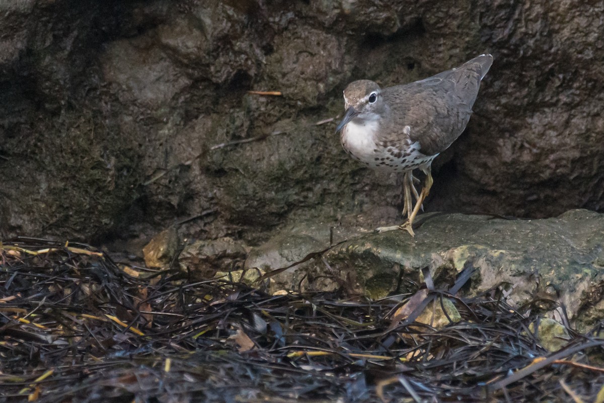 Spotted Sandpiper - ML604907981