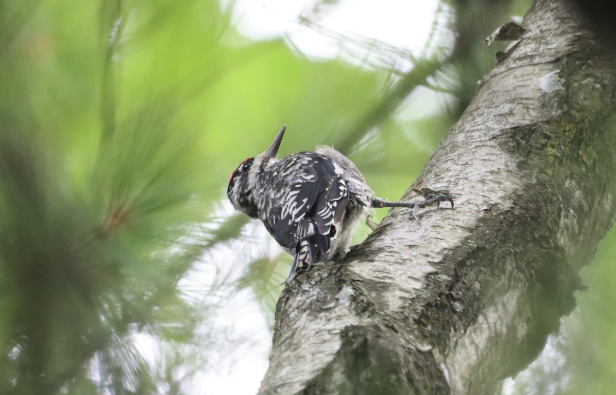 Yellow-bellied Sapsucker - ML604908401