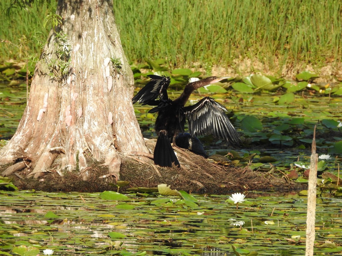 Anhinga - ML604908711