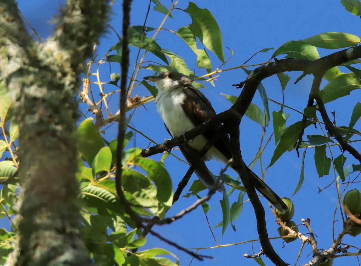 Yellow-billed Cuckoo - ML604908911