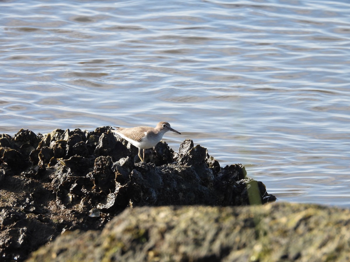 Spotted Sandpiper - ML604909751