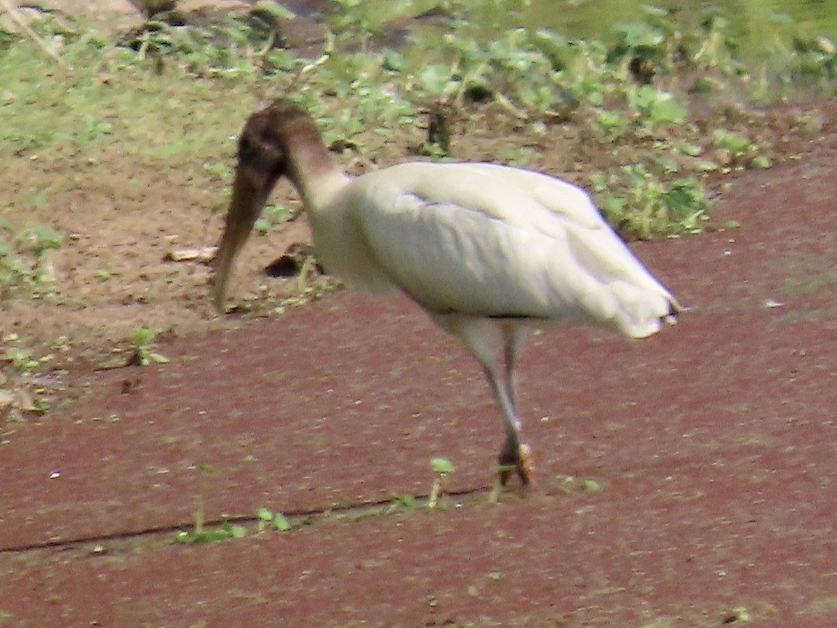 Wood Stork - Vicki Nebes