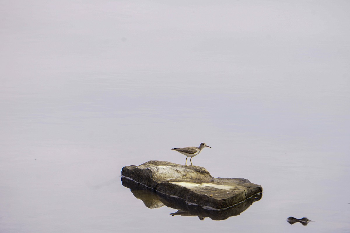 Spotted Sandpiper - ML604911051