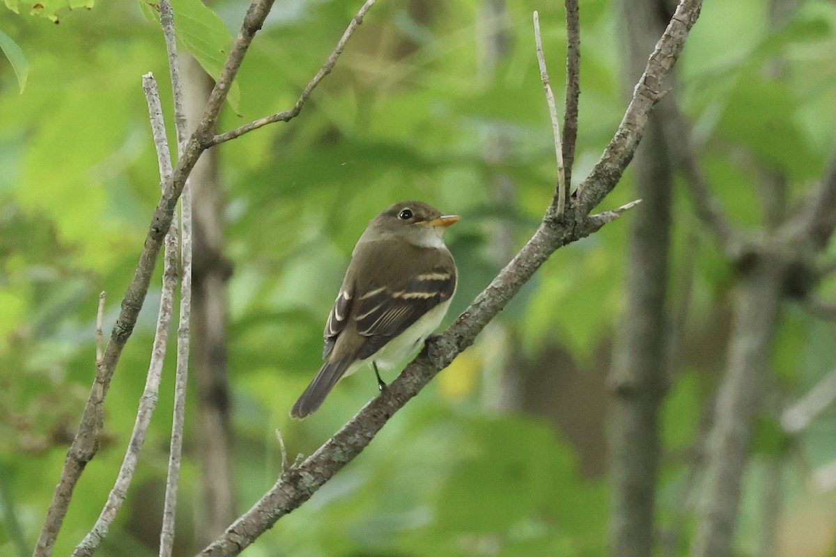 Empidonax sp. - ML604913401