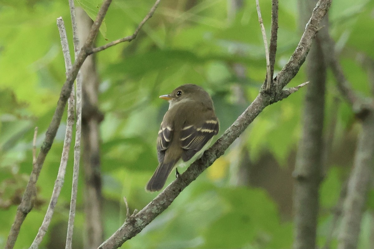 Empidonax sp. - ML604913551