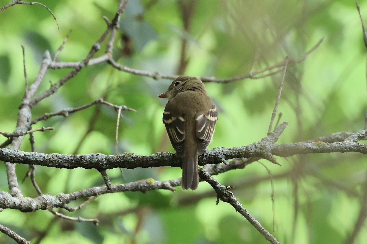 Empidonax sp. - ML604913651