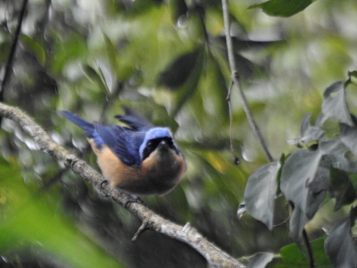 Fawn-breasted Tanager - ML604913791