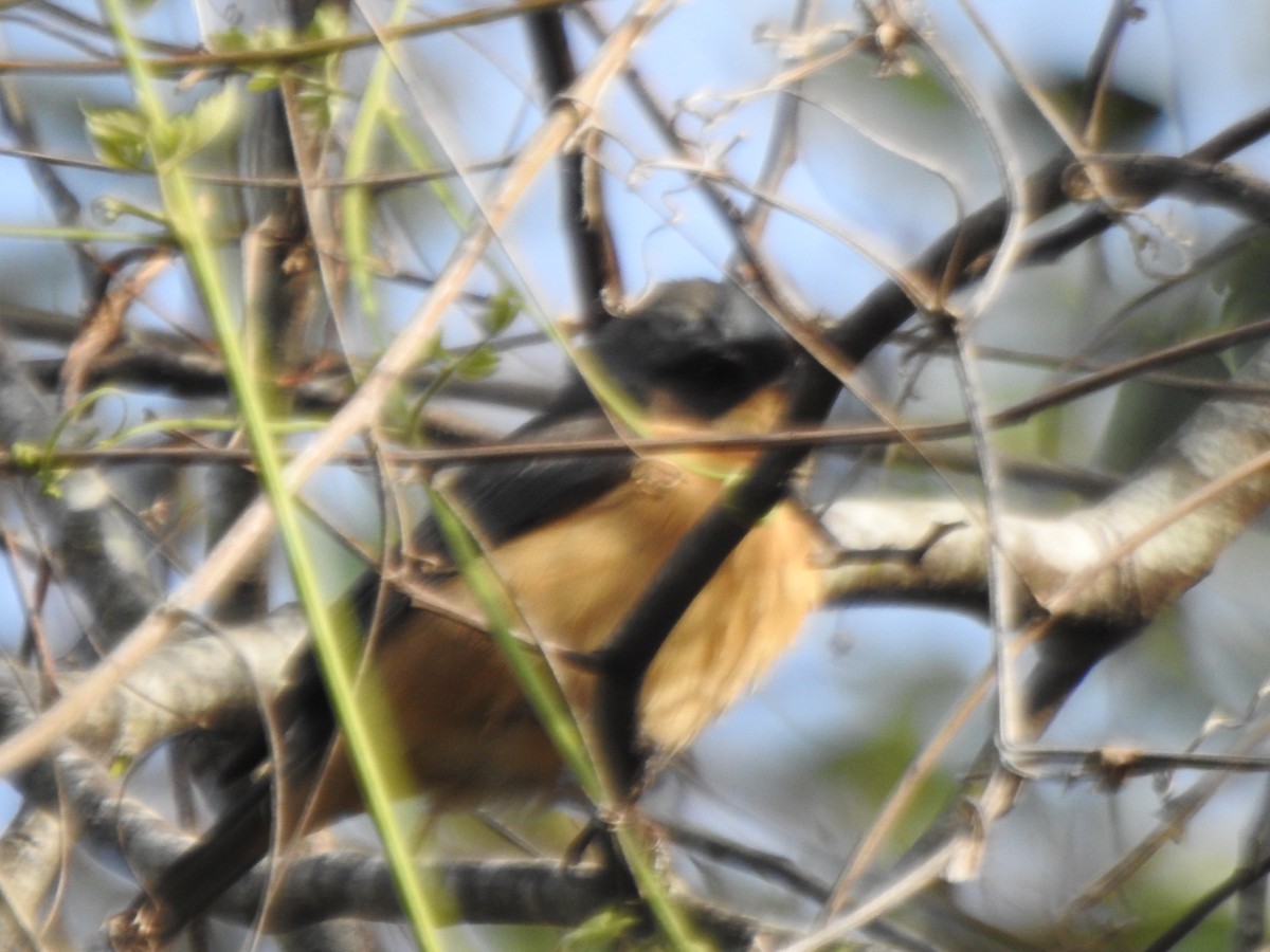 Fawn-breasted Tanager - Fabricio Candia