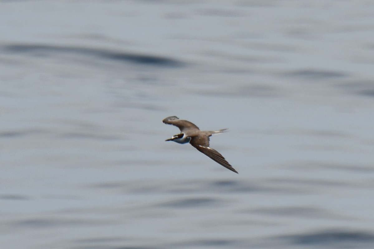 Bridled Tern - ML604913931