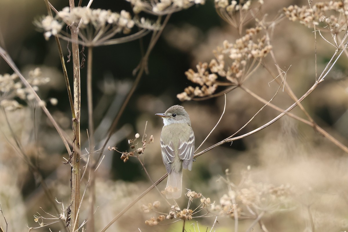 Willow Flycatcher - ML604914031