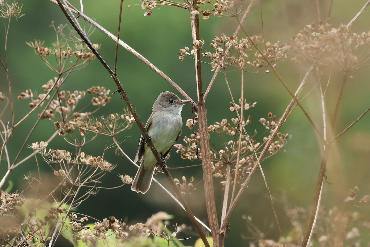 Willow Flycatcher - ML604914061