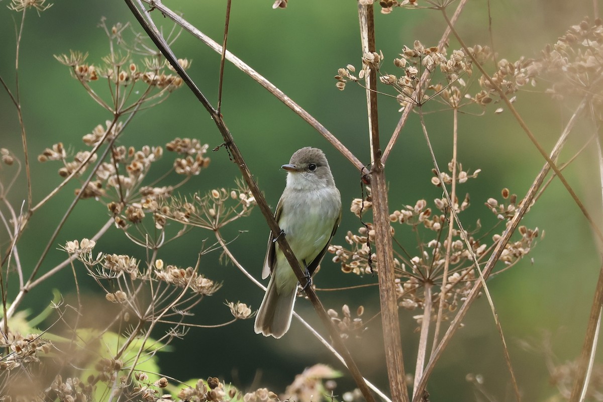 Willow Flycatcher - E R