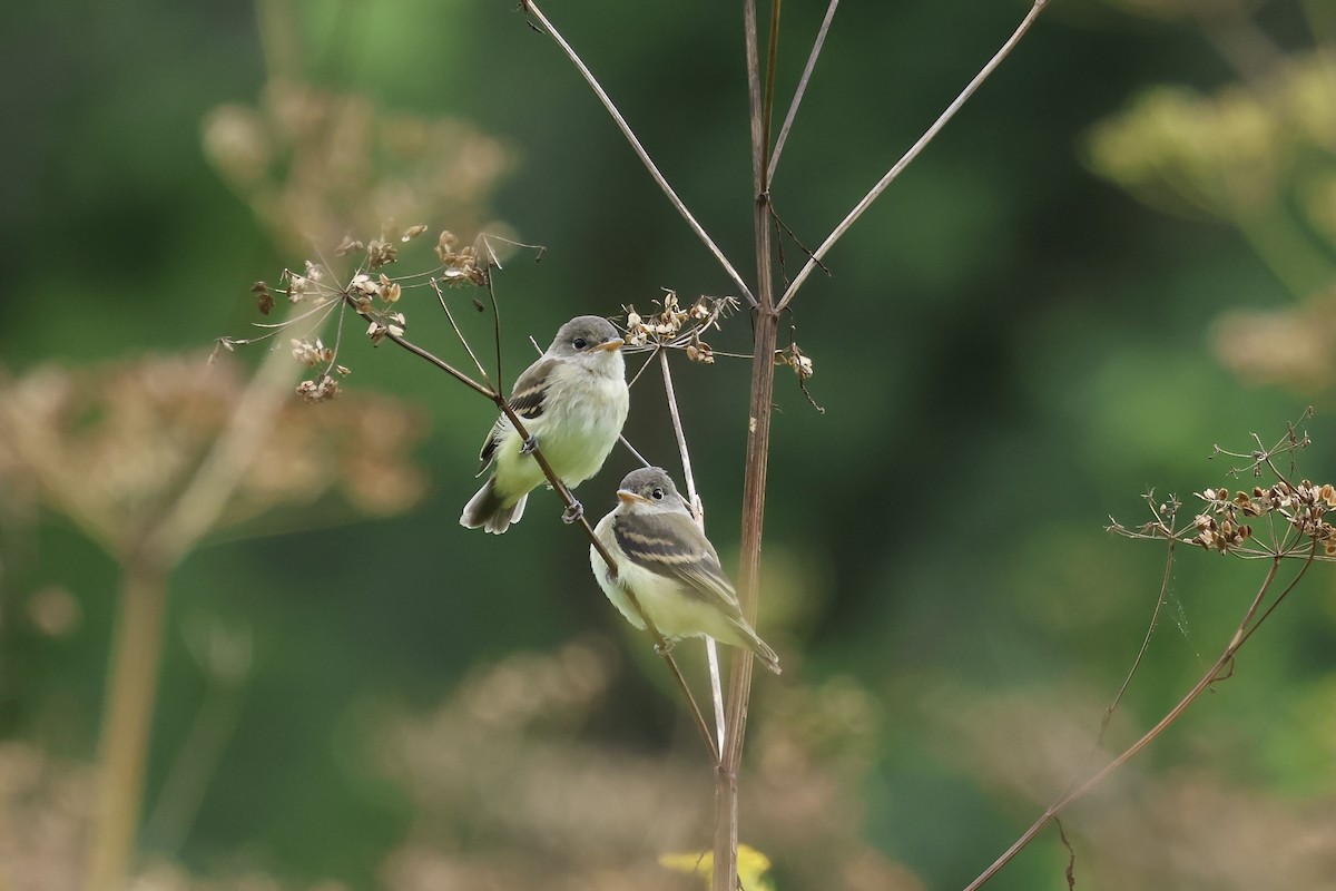 Willow Flycatcher - ML604914181