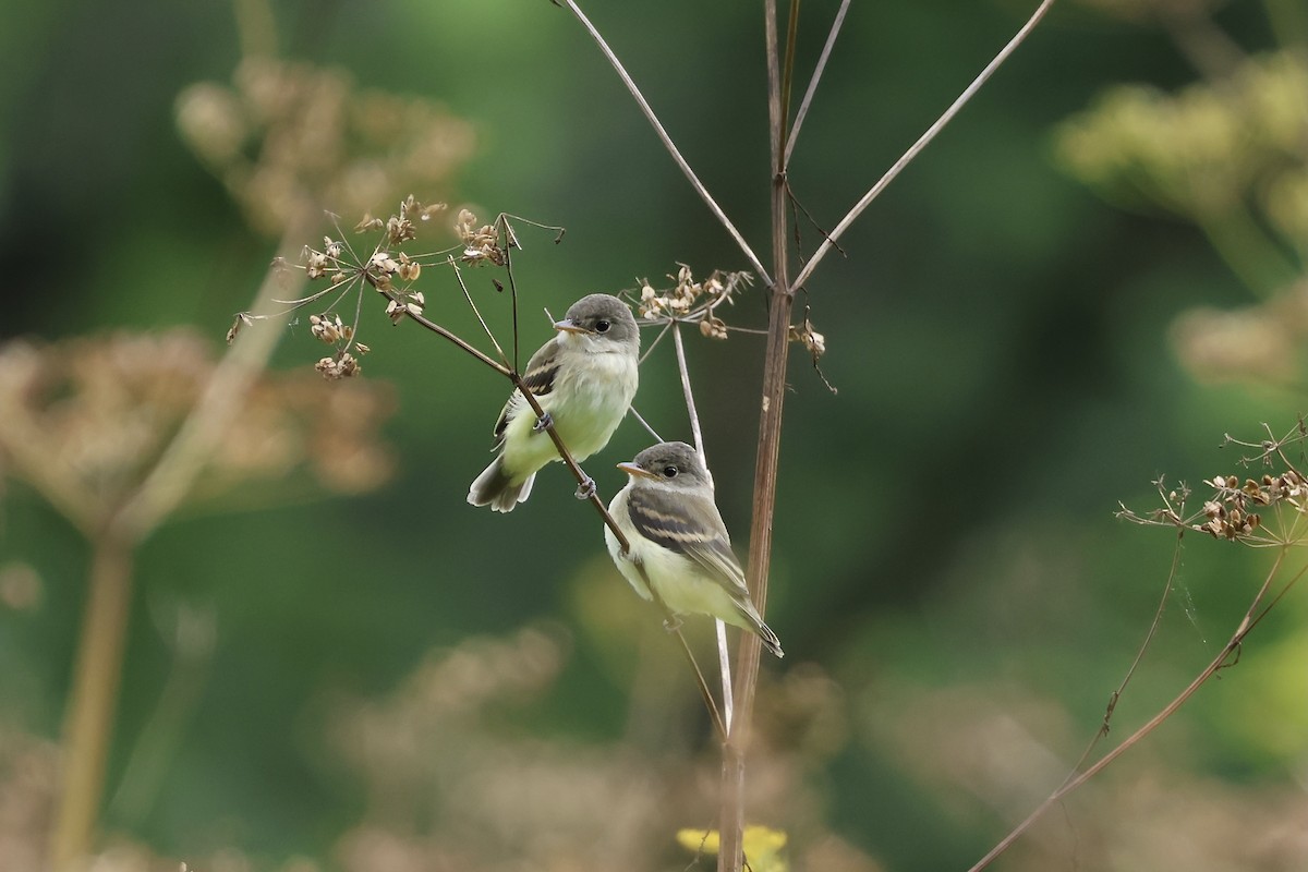 Willow Flycatcher - ML604914201