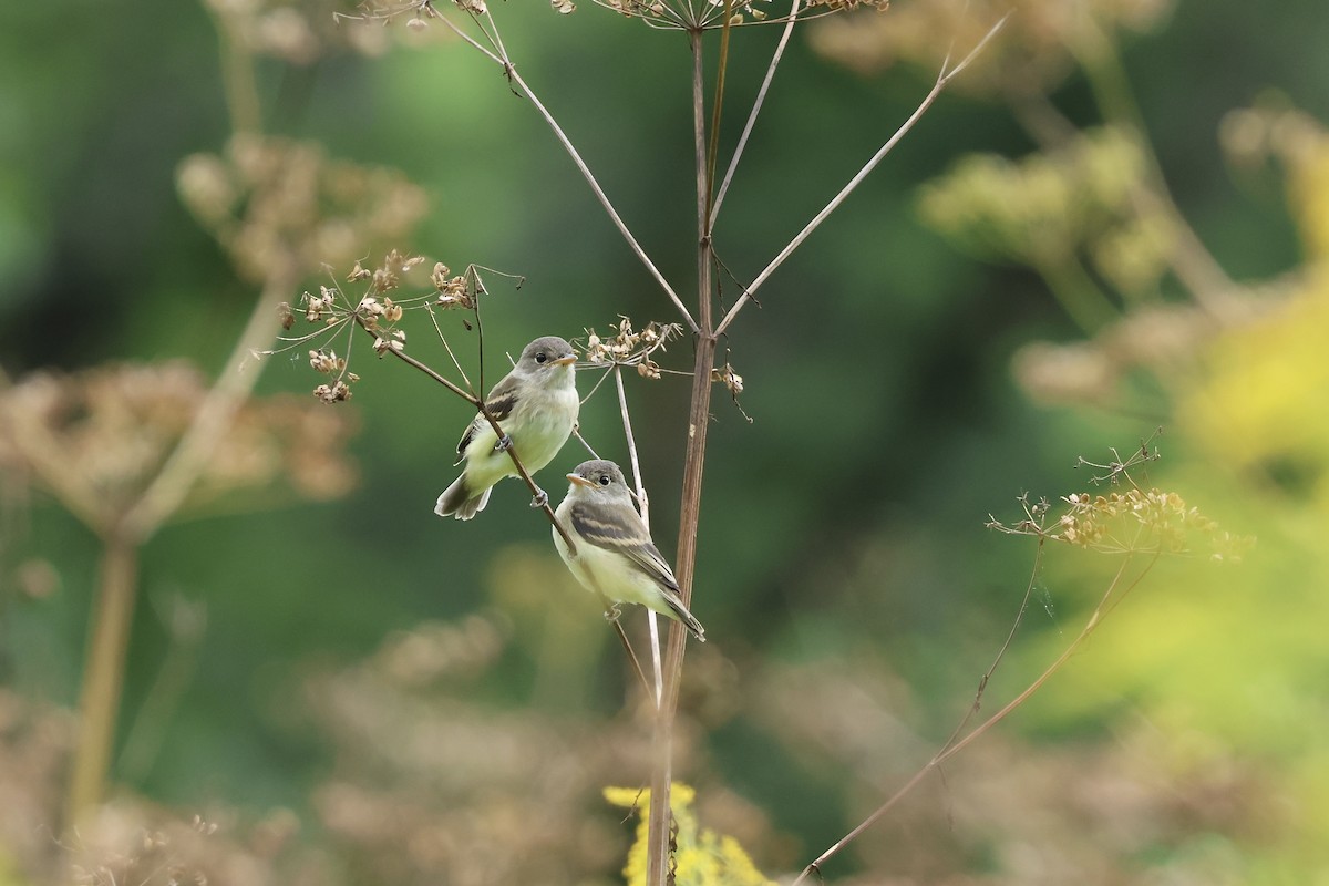 Willow Flycatcher - ML604914221