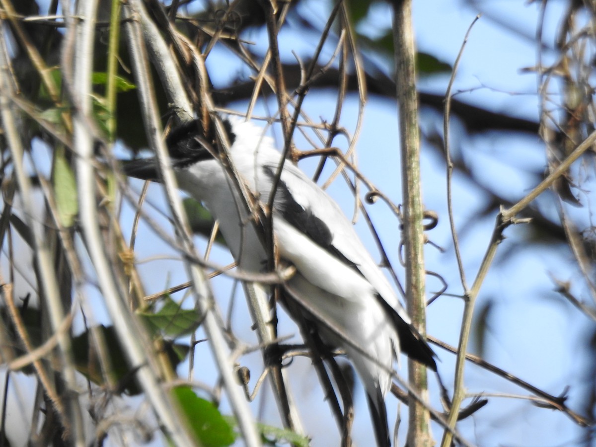 Black-crowned Tityra - ML604914291